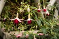 Fuchsia LadyÃ¢â¬â¢s Eardrops flowers in the garden Royalty Free Stock Photo